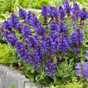 Salvia nemorosa 'Marvel Dark Blue' / Lila virágú ligeti zsálya