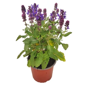Salvia nemorosa 'Marvel Dark Blue' / Lila virágú ligeti zsálya