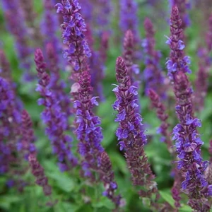 Salvia nemorosa 'Ostfriesland' / Liláskék virágú ligeti zsálya