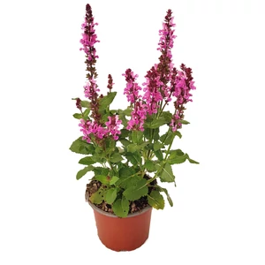 Salvia nemorosa 'Rose Marvel' / Rózsaszín virágú ligeti zsálya
