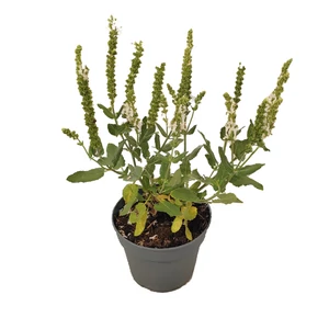 Salvia nemorosa 'Schneehügel' / Fehér virágú ligeti zsálya
