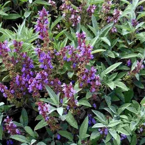 Salvia officinalis / Orvosi zsálya
