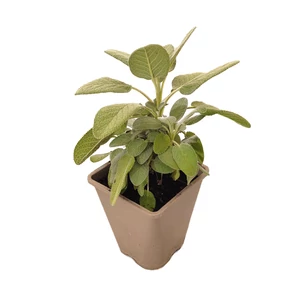 Salvia officinalis 'Culinaria' / Orvosi zsálya