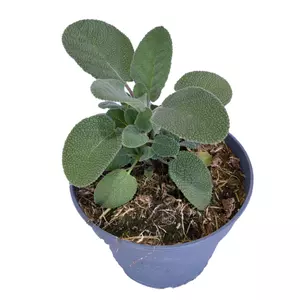Salvia officinalis 'Culinaria' / Orvosi zsálya