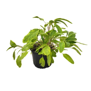 Salvia officinalis 'Icterina' / Sárga - tarka levelű orvosi zsálya