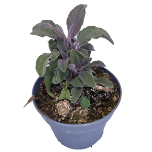 Salvia officinalis 'Purpurascens' / Bordó levelű orvosi zsálya