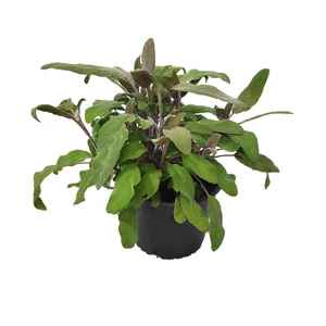 Salvia officinalis 'Purpurascens' / Bordó levelű orvosi zsálya
