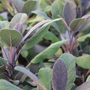 Salvia officinalis 'Purpurascens' / Bordó levelű orvosi zsálya