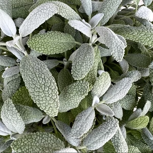 Salvia officinalis 'Snowflake' / Orvosi zsálya
