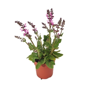 Salvia pratensis 'Fashionista Pretty in Pink' / Mezei zsálya