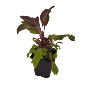 Salvia officinalis 'Purpurascens' / Bordó levelű orvosi zsálya