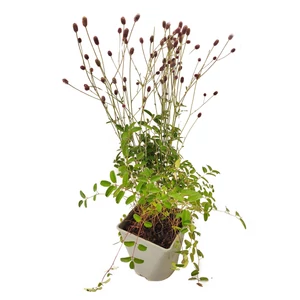 Sanguisorba officinalis 'Tanna' / Őszi vérfű