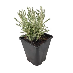 Santolina chamaecyparissus / Hamvas cipruska