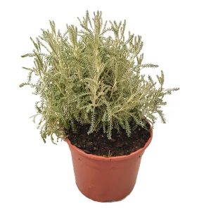 Santolina chamaecyparissus / Hamvas cipruska