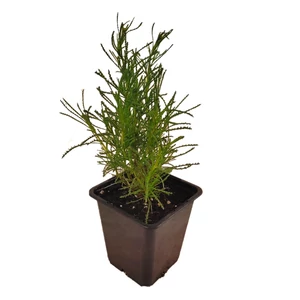 Santolina rosmarinifolia / Zöld cipruska