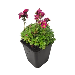 Saxifraga x arendsii 'Harder Zwerg' / Mohalevelű kőtörőfű