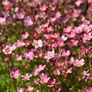 Saxifraga x arendsii 'Touran Pink' / Mohalevelű kőtörőfű
