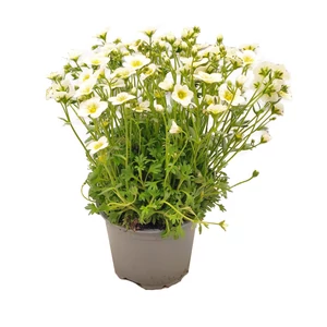 Saxifraga x arendsii 'Touran White' / Mohalevelű kőtörőfű