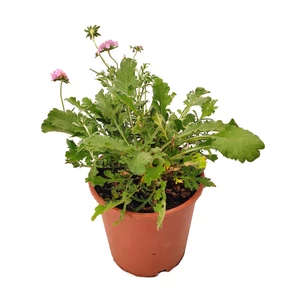 Scabiosa columbaria 'Pink Mist' / Ördögszem