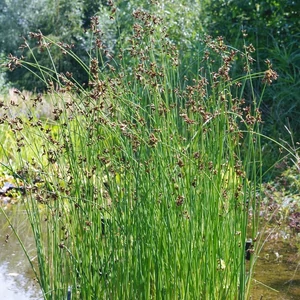 Schoenoplectus lacustris  / Tavi káka