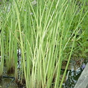 Schoenoplectus lacustris 'Albescens' / Hosszanti csíkos csetkáka