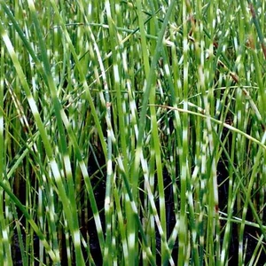 Schoenoplectus tabernaemontani 'Zebrinus' / Zebrakáka