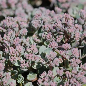 Sedum cauticola 'Robustum' / Japán varjúháj