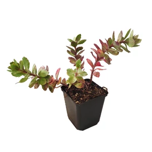 Sedum cauticola 'Robustum' / Japán varjúháj