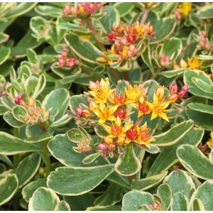 Sedum kamtschaticum 'Tricolor' / Kamcsatkai varjúháj