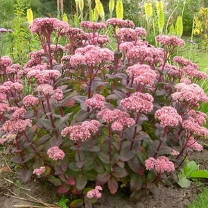 Sedum 'Matrona' / Pompás varjúháj