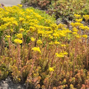Sedum reflexum 'Angelina' / Kövi varjúháj