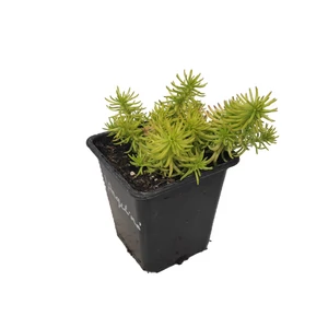 Sedum reflexum 'Angelina' / Kövi varjúháj