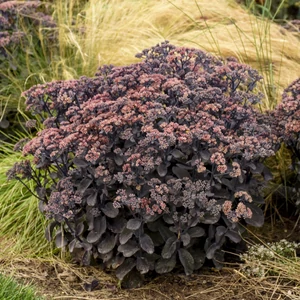 Sedum 'Rock N Grow Back in Black' / Bordó levelű varjúháj