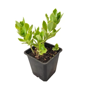 Sedum spectabile ‘Herbstfreude’ / Pompás varjúháj