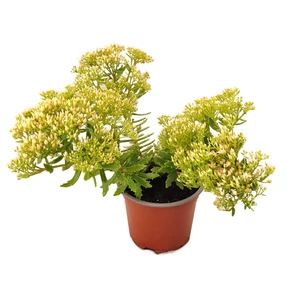 Sedum spectabile 'Thundercloud' / Pompás varjúháj