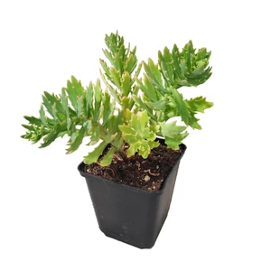 Sedum spectabile 'Thundercloud' / Pompás varjúháj