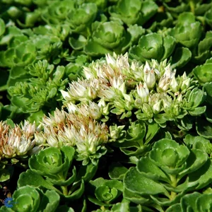 Sedum spurium / Kaukázusi varjúháj