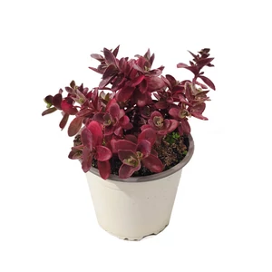 Sedum 'Sunsparkler Wildfire' / Varjúháj