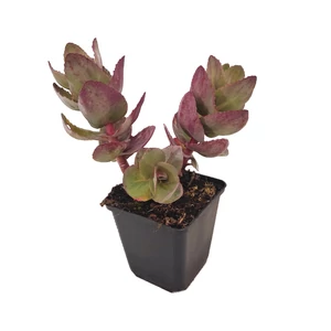 Sedum telephium 'Seduction Cherry Chocolate' / Kárpáti varjúháj