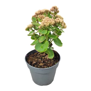 Sedum telephium 'Seduction Green-Pink' / Kárpáti varjúháj