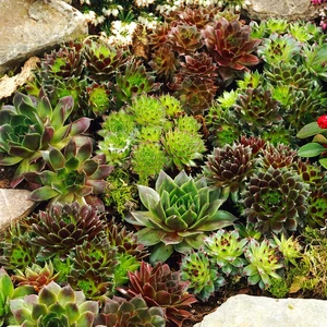 Sempervivum sp. mix / Kövirózsa mix