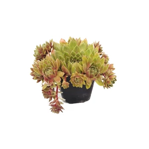 Sempervivum sp. mix / Kövirózsa mix