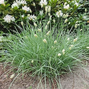 Sesleria caerulea / Lápi nyúlfarkfű
