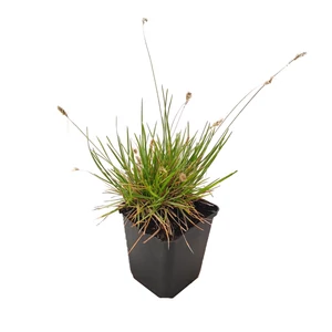 Sesleria caerulea / Lápi nyúlfarkfű