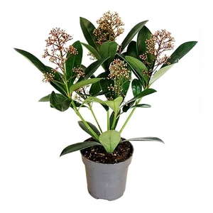 Skimmia japonica / Japán dérbabér