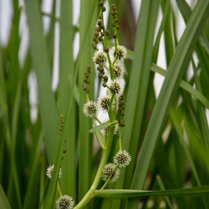 Sparganium erectum / Ágas békabuzogány