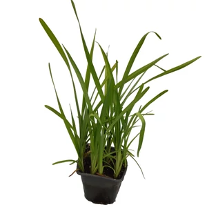 Sparganium erectum / Ágas békabuzogány
