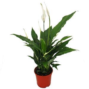 Spathiphyllum walesii 'Sweet Chico' / Vitorlavirág