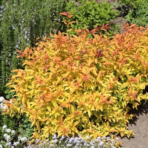 Spiraea japonica ‘Goldflame’ / Japán gyöngyvessző
