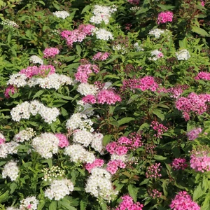 Spiraea japonica 'Shirobana' / Japán gyöngyvessző